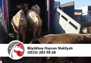 Büyükbaş Hayvan Pazarı