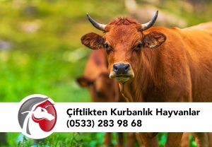 Çiftlikten Kurbanlık Hayvanlar