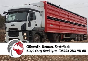 Kars Satılık Büyükbaş Hayvan