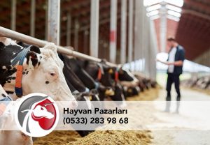 Amasya tosun Pazarı Amasya tosun Pazarı