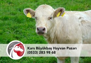 Kars düve Satışı