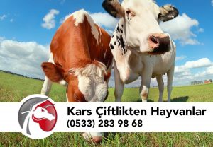 Kars Çiftlikten Hayvanlar