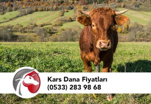 Kars Dana Fiyatları