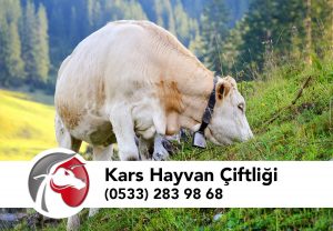 Kars Hayvan Çiftliği