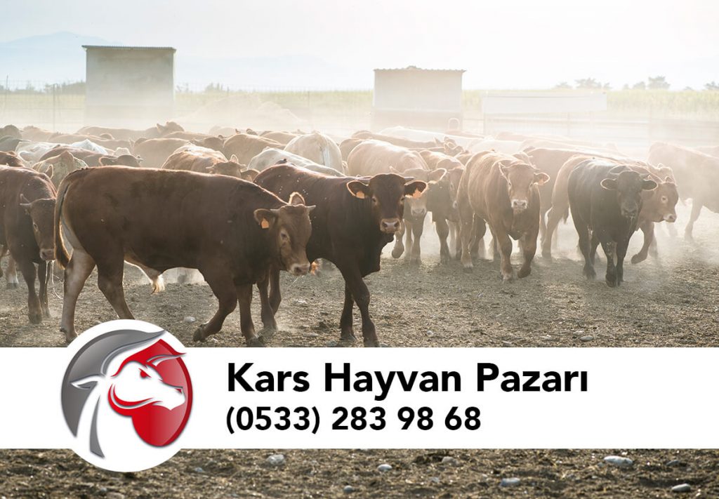 Kars Hayvan Pazarı