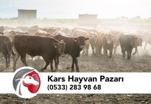 Kars Hayvan Pazarı