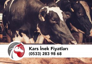 Kars Hayvan Satışı