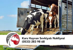 Çiftlikten Satılık Dana ve İnek