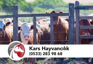 Kars Hayvancılık