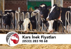 Büyükbaş Hayvan Pazarı Fiyatları