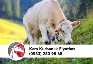 Kars Kurbanlık Fiyatları