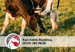 Kars Satılık İnek Temini