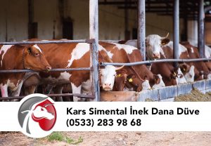 Kars Simental Düve, Dana; İnek Fiyatları