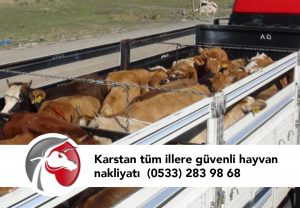 Kurbanlık Dana Fiyatları