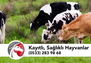 Kayıtlı ve Sağlıklı Hayvanlar