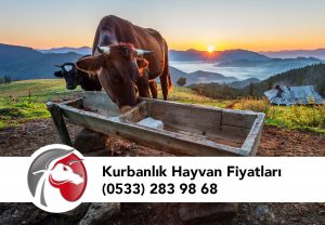 Kurbanlık Hayvan Fiyatları