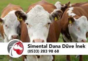 Simental Dana Düve İnek Fiyatları