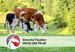 Bartın simental buzağı Fiyatları