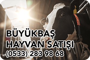Büyükbaş Hayvan Satışı