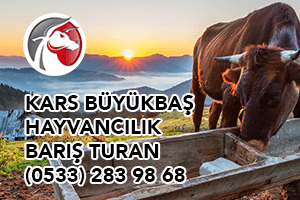 Kars Büyükbaş Hayvancılık Telefonu