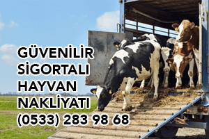 Kars Sigortalı Güvenilir Hayvan Nakliyatı