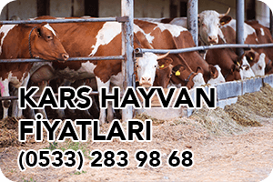 Kars Hayvan Fiyatları
