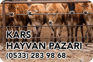 Kars Hayvan Pazarı