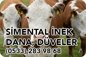 Simental İnek Dana Düve Fiyatları